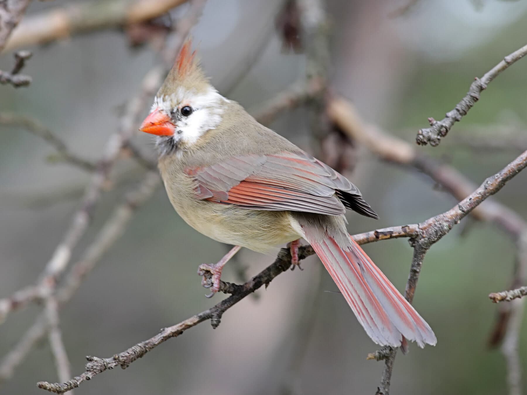 Leucistic female northern cardinal