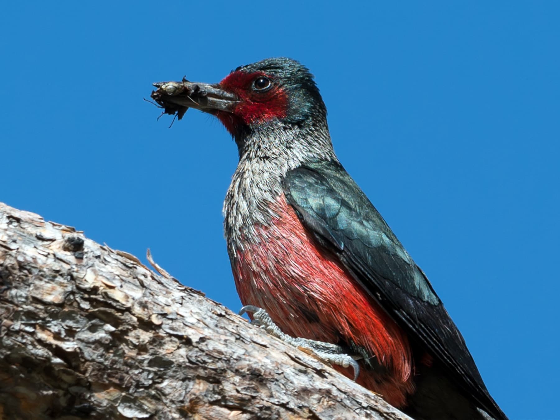 Lewis’s woodpecker with a beak full of food