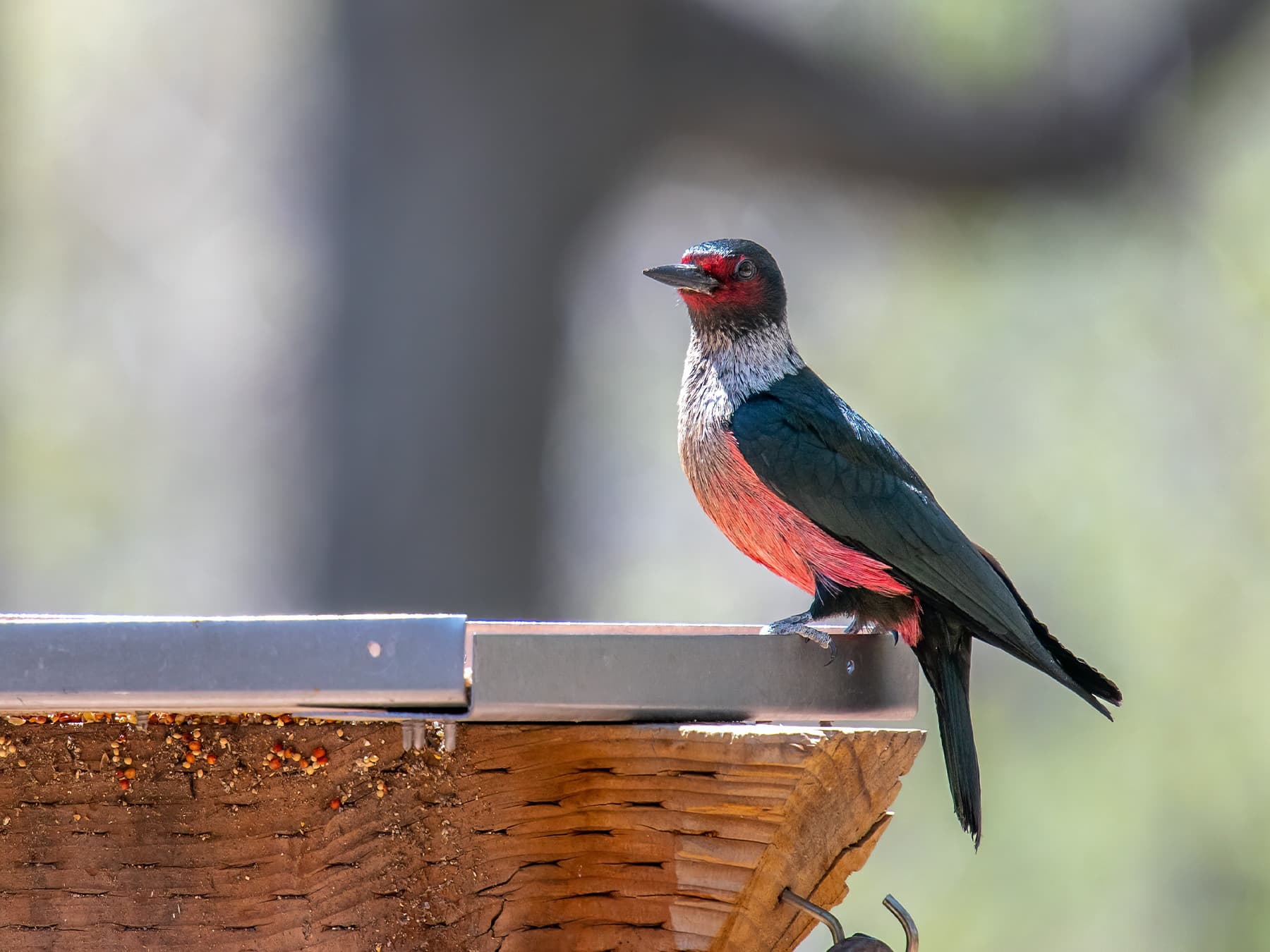 Lewis’s woodpecker feeding on seeds in a garden
