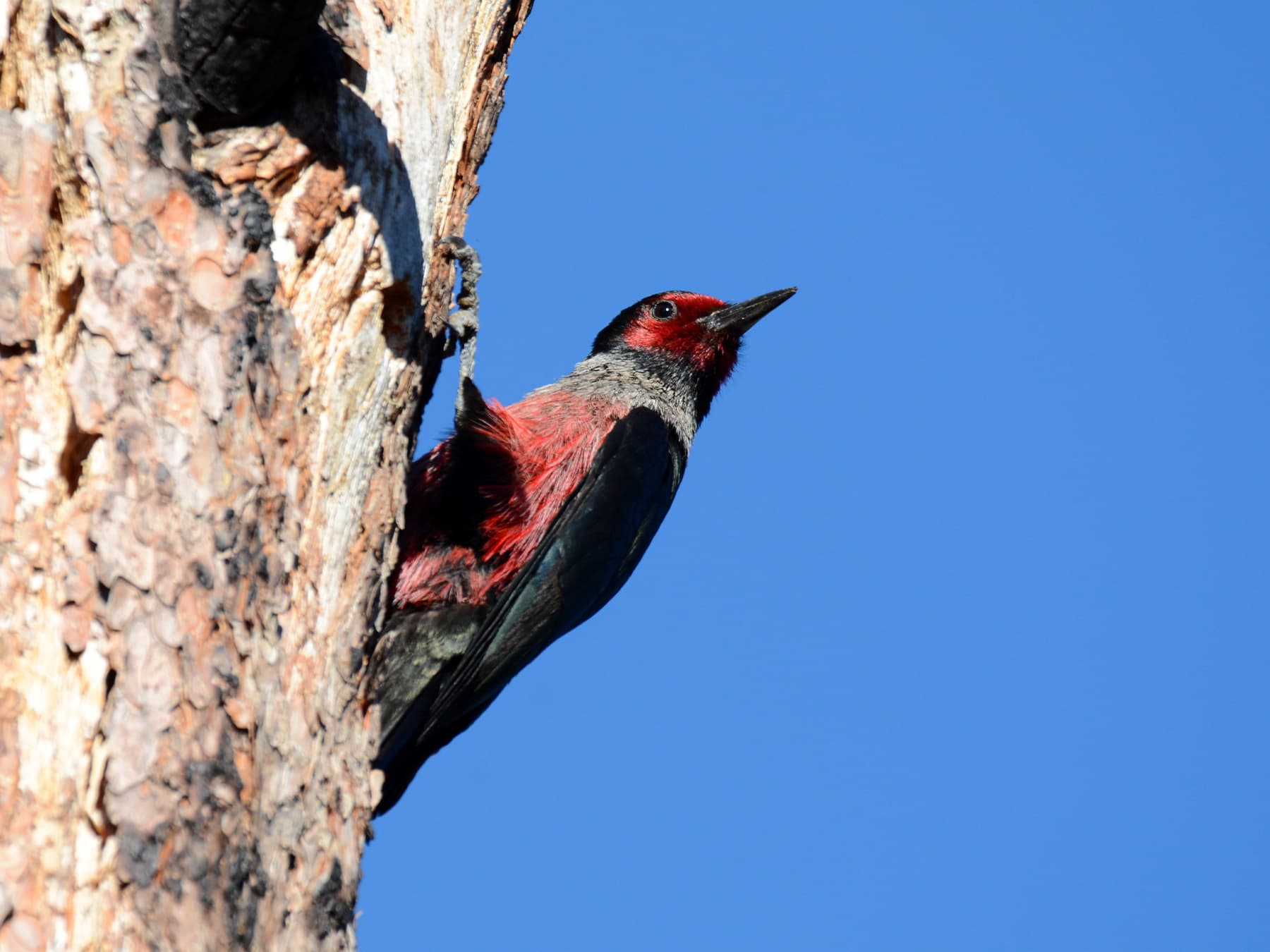 Lewis’s woodpecker in natural habitat