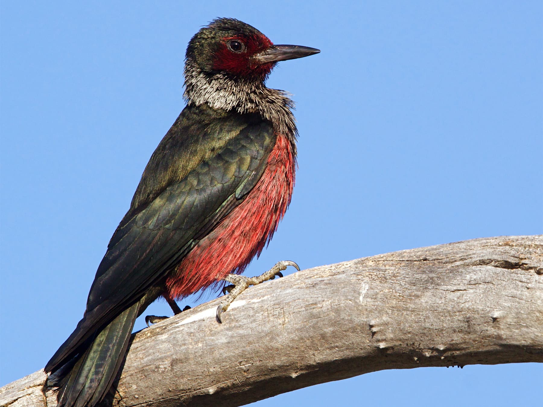 Lewis’s woodpecker perched on the branch of a Ponderosa Pine