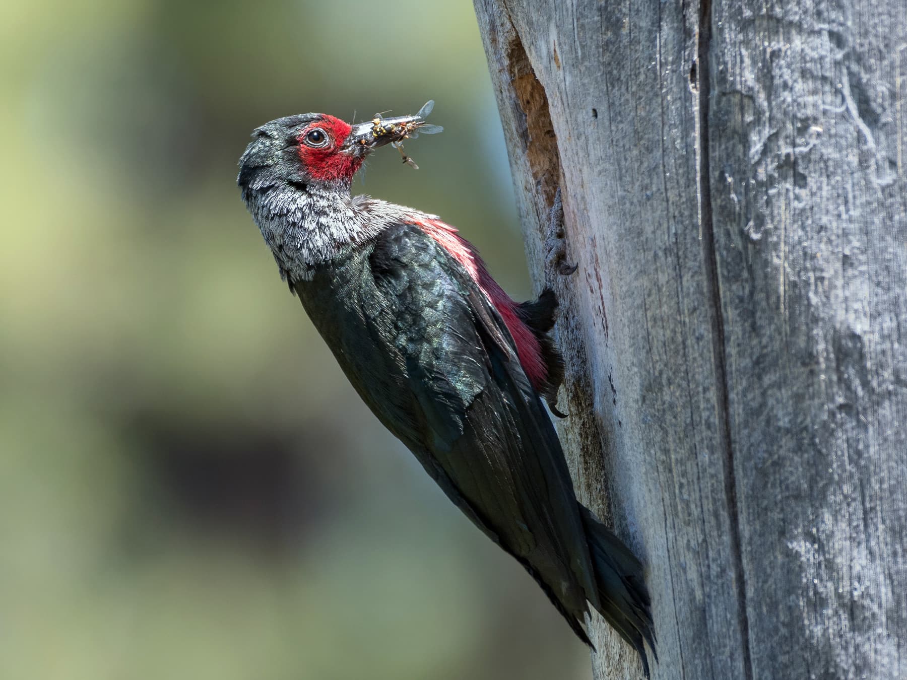 Lewis’s woodpecker at nest cavity with food for its young