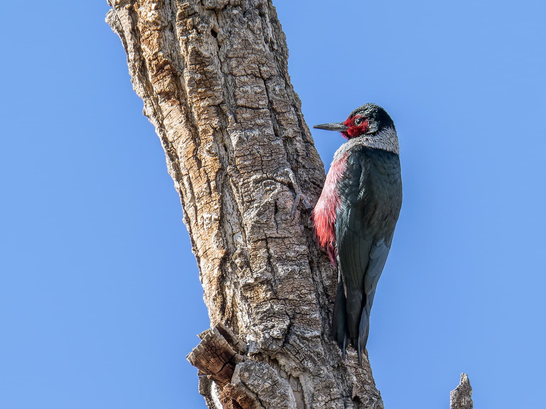Lewis’s woodpecker perched on the trunk of a tree