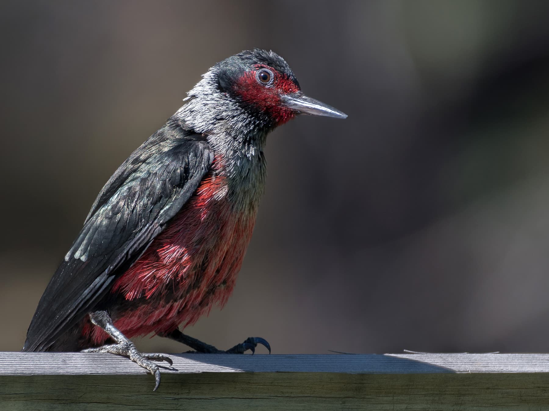 Lewis’s woodpecker perched on top of a wooden fence