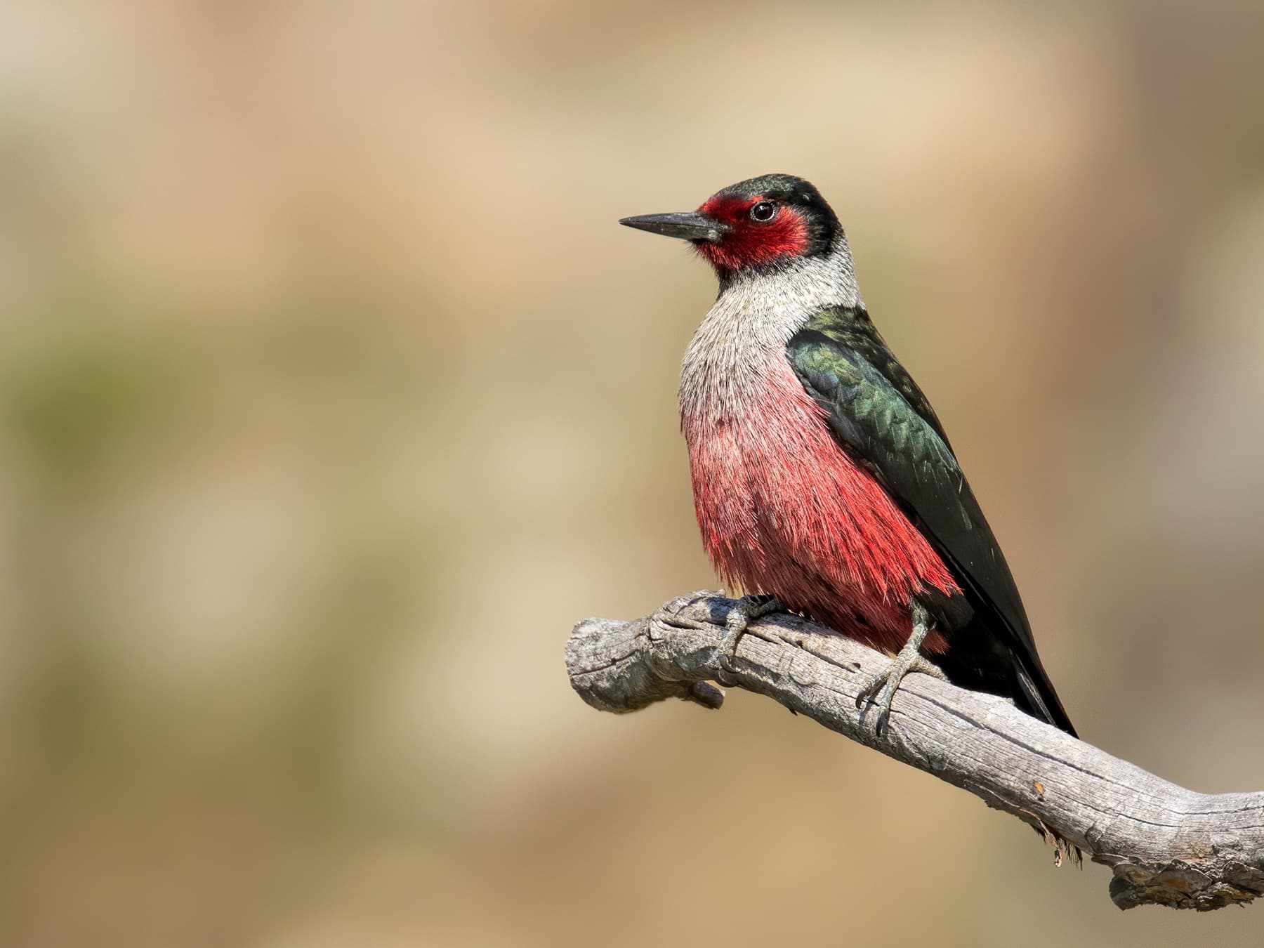 Lewiss woodpecker perching on dead branch