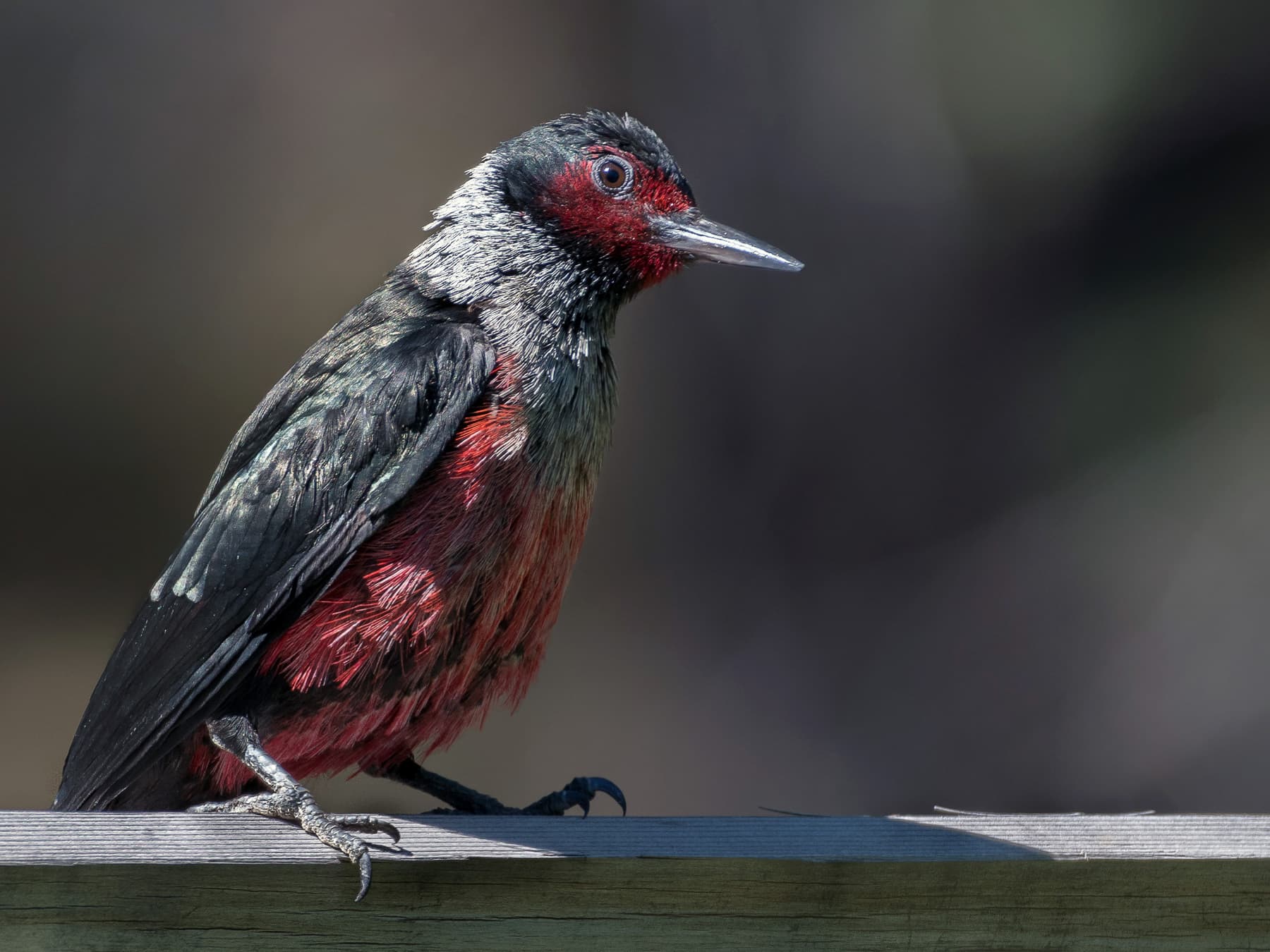Lewiss woodpecker perching on wooden rail