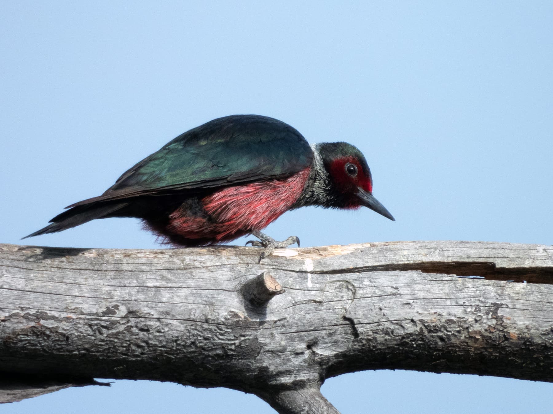 Lewis’s woodpecker searching for food