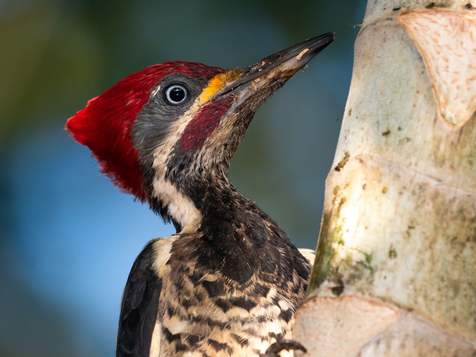 Male Lineated Woodpecker close-up