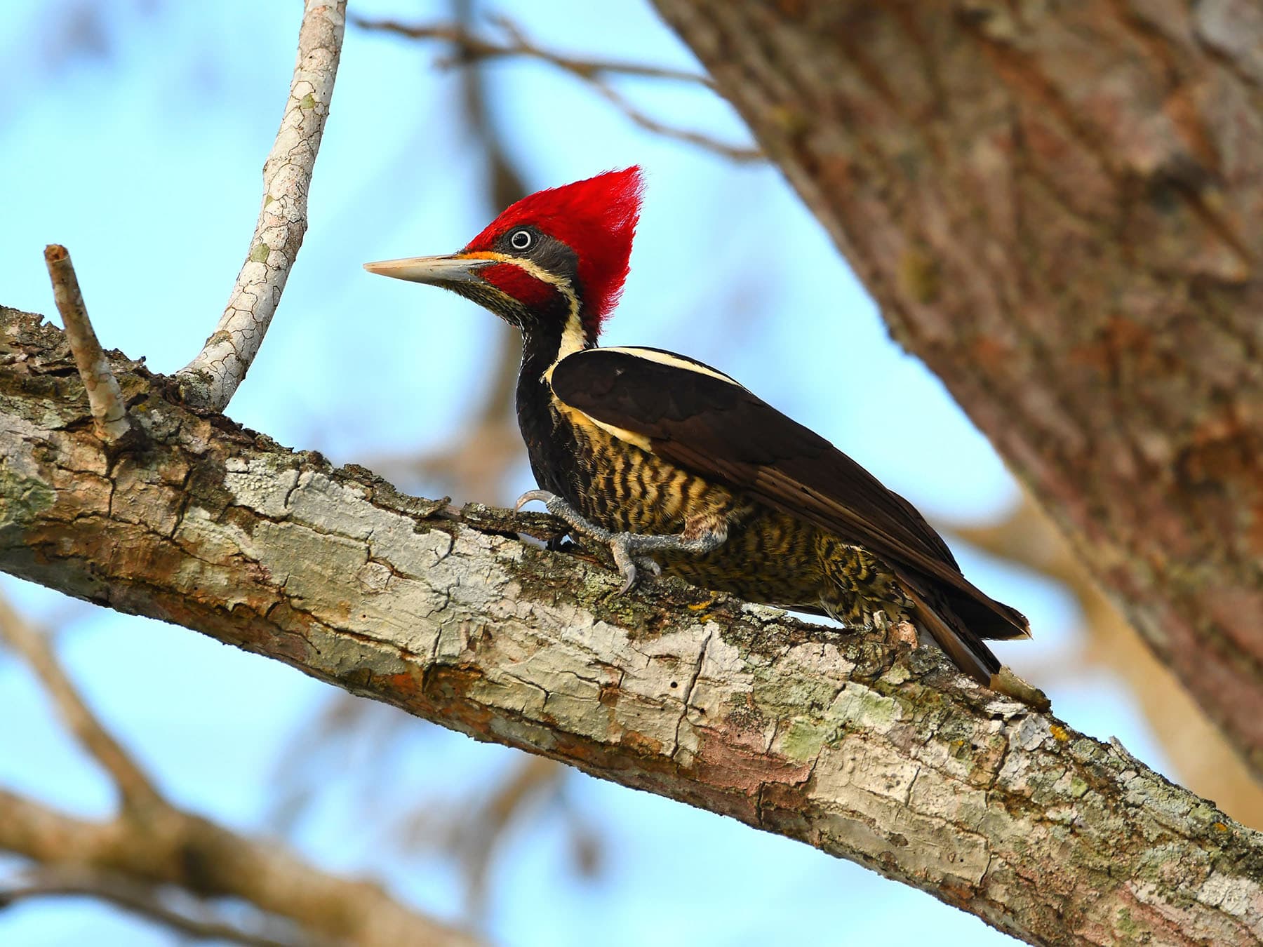 Lineated Woodpecker perching on a branch