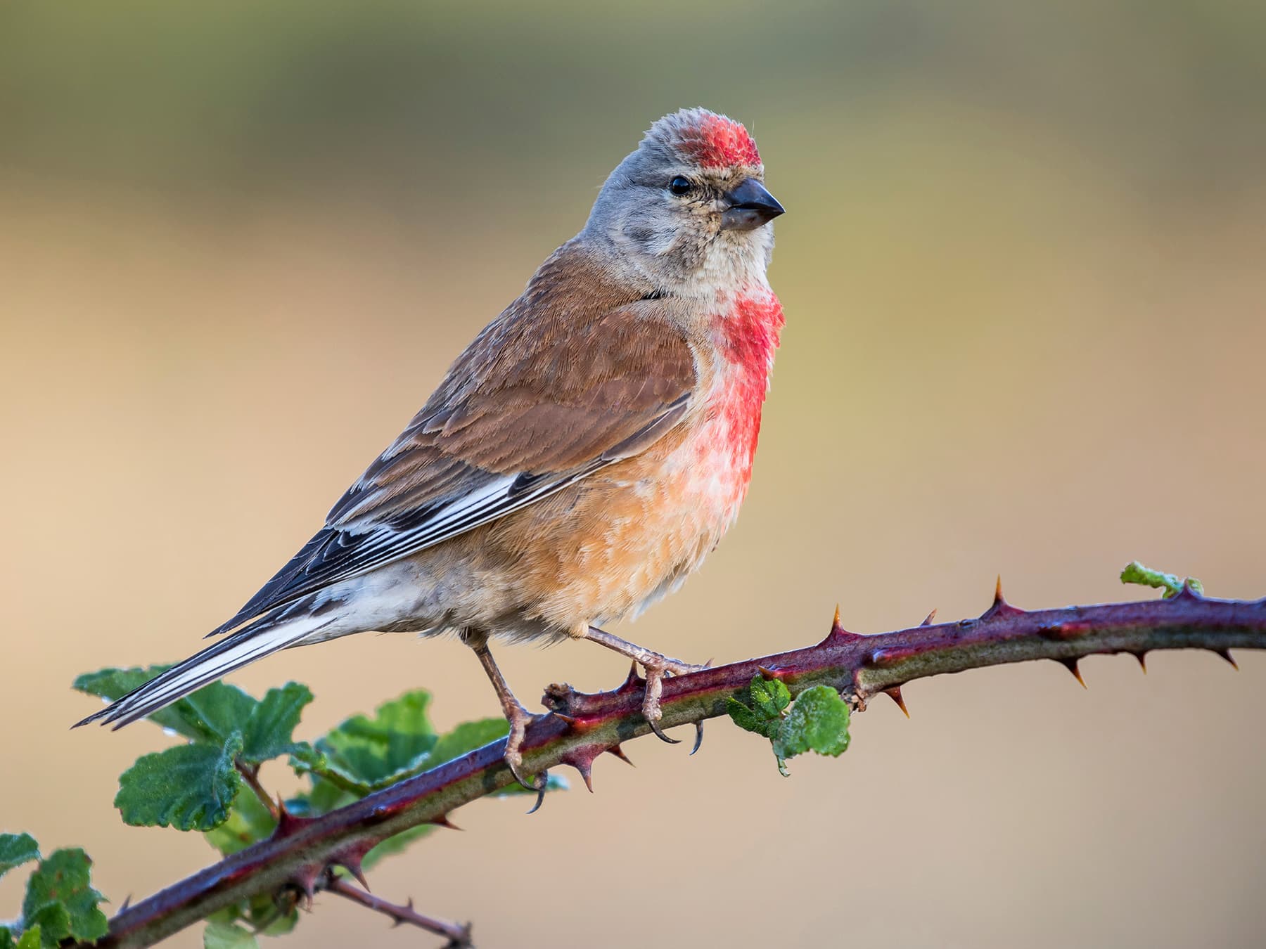 Male Linnet in breeding plumage