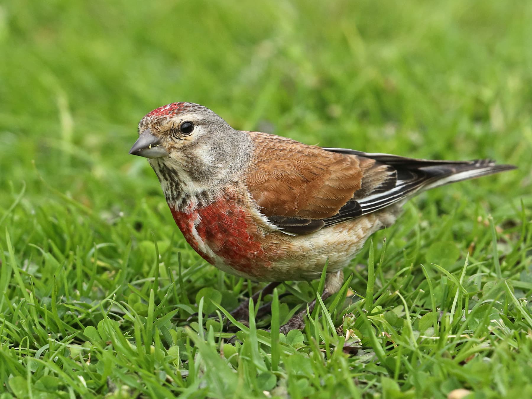 Linnet, breeding plumage, foraging on the ground