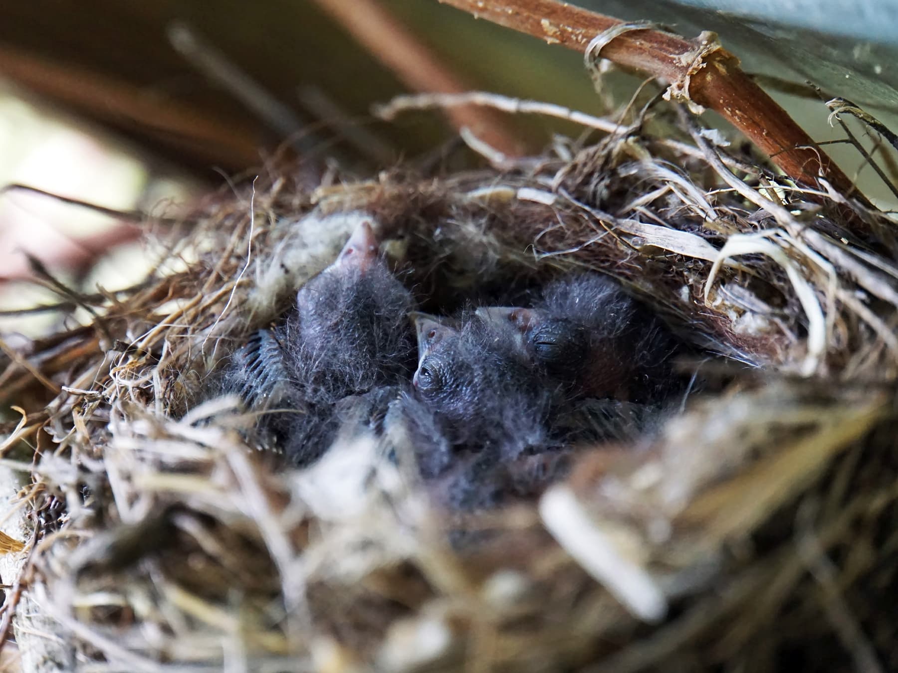 Nest of a Linnet with nestlings