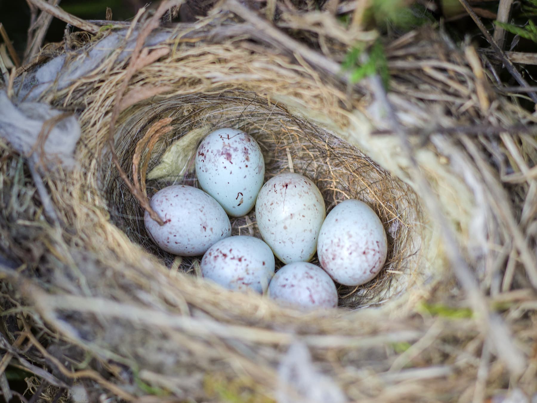 Nest of a Linnet with six eggs
