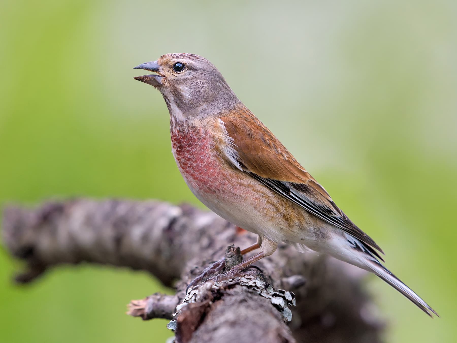 Linnet male, non-breeding plumage