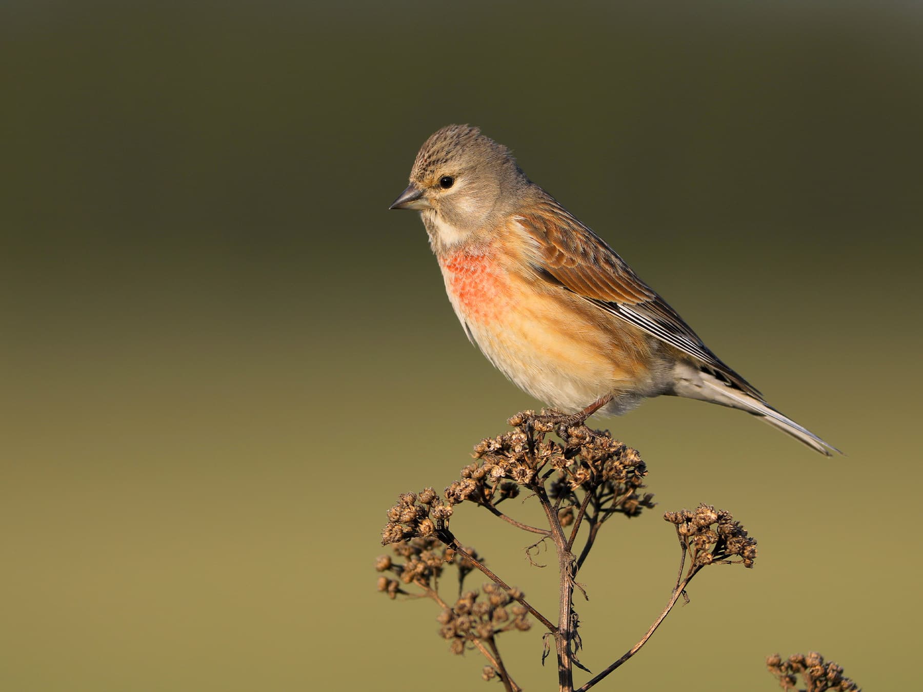 Linnet resting in natural habitat