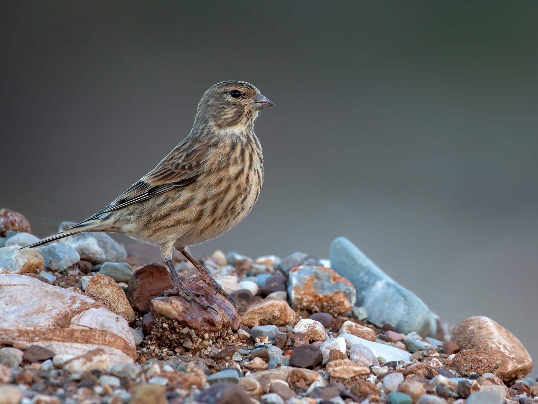 Linnet | Birdfact