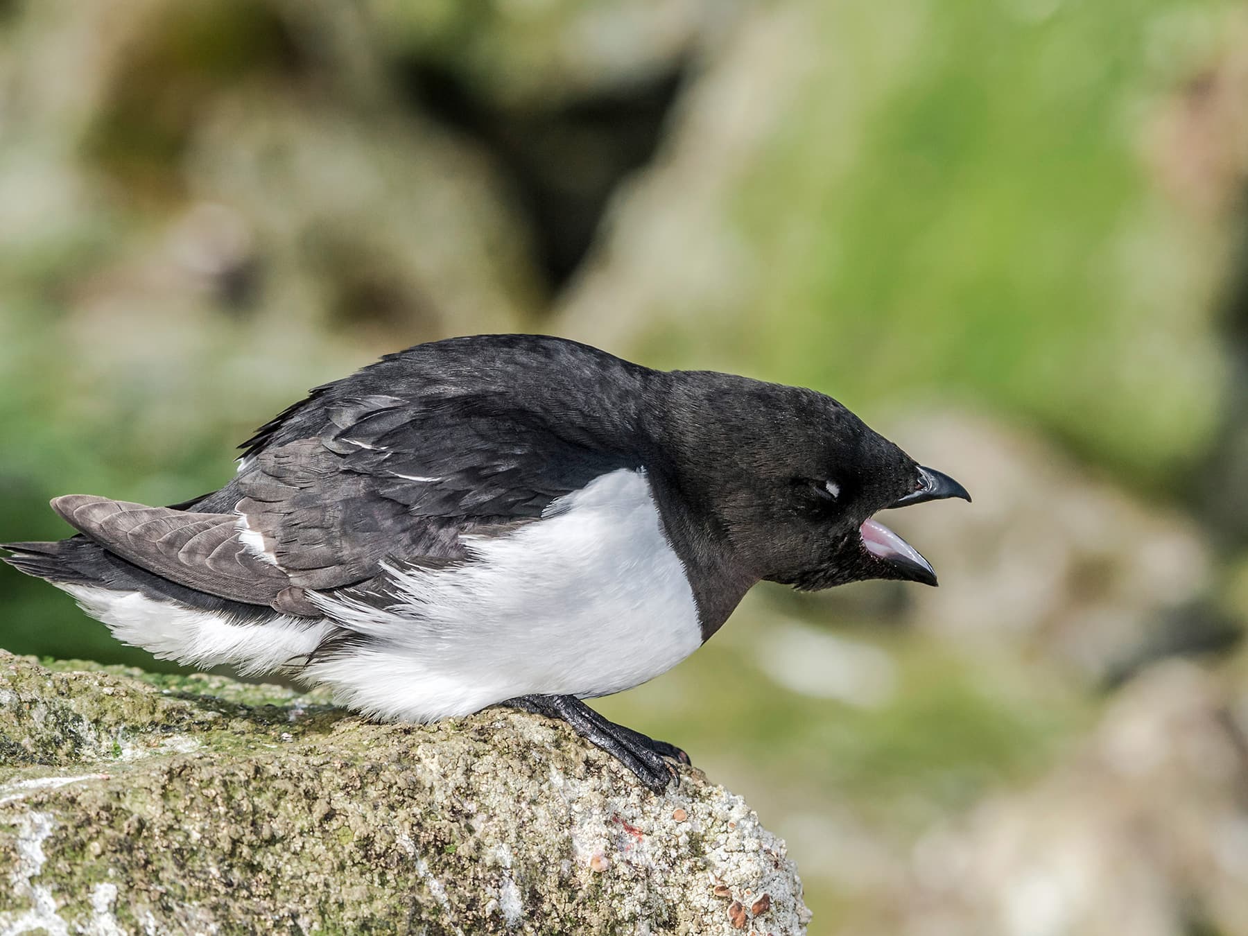 Little Auk calling out