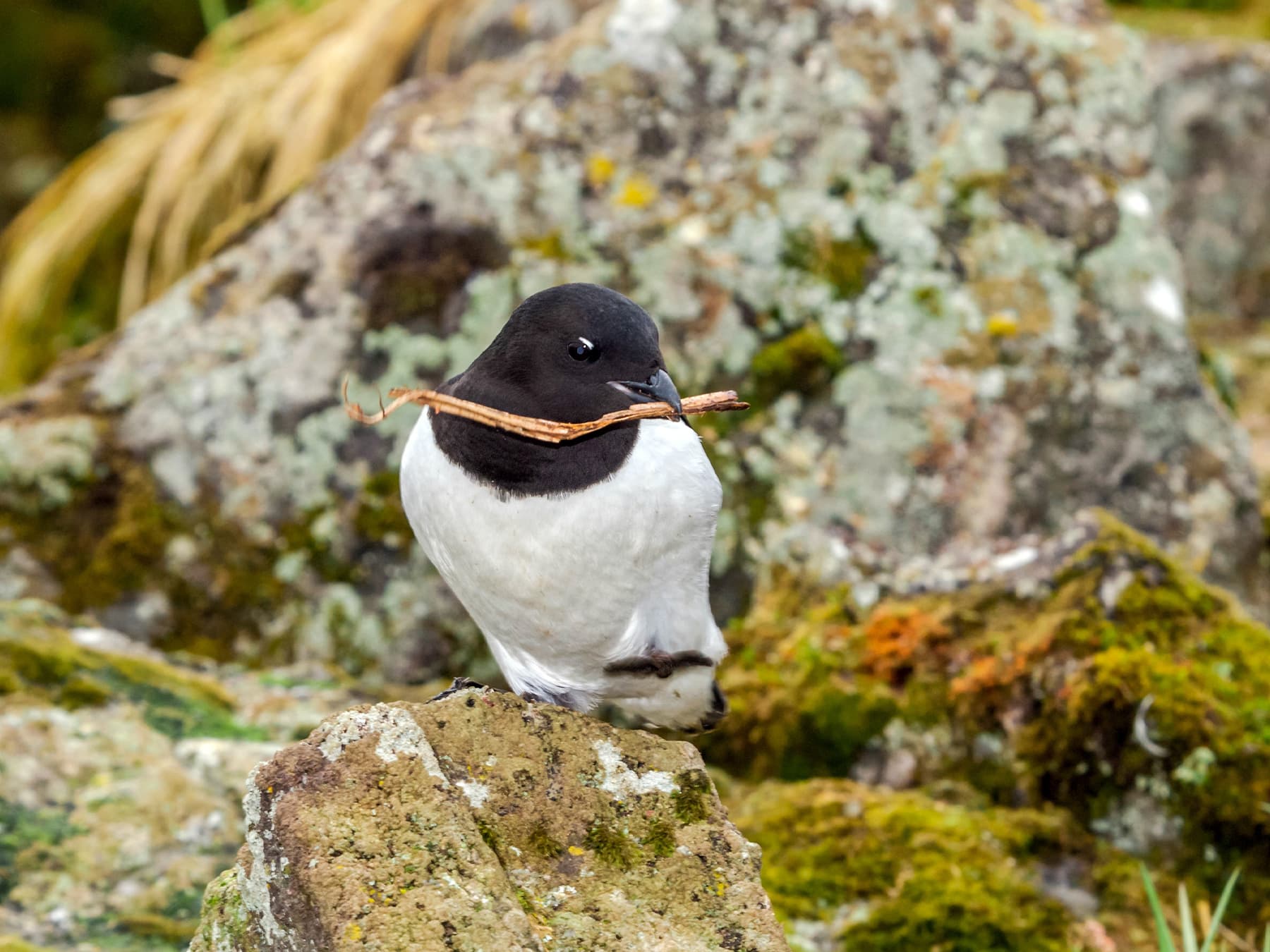 Little auk collecting nesting materials