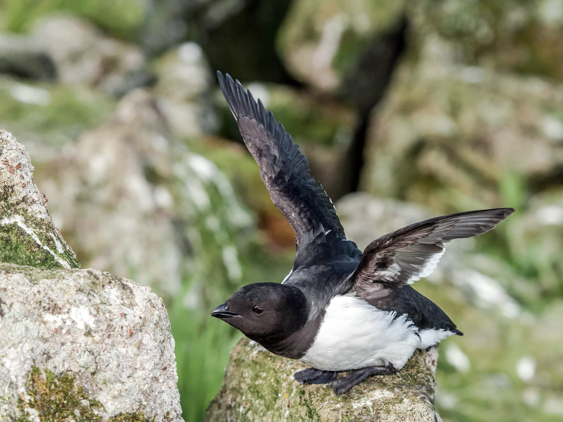 Little Auk getting ready to take-off from the rocks