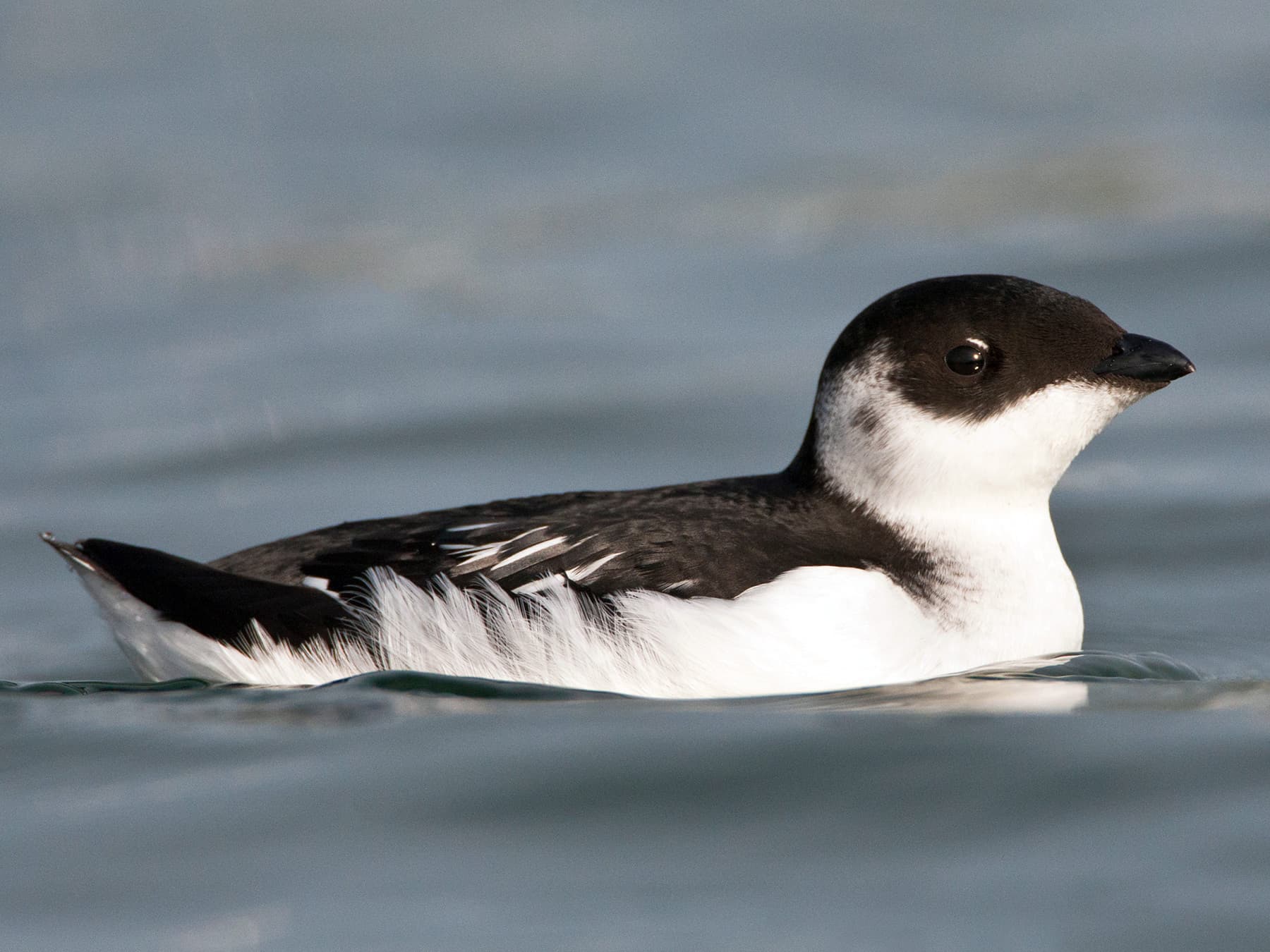 Little Auk in winter plumage