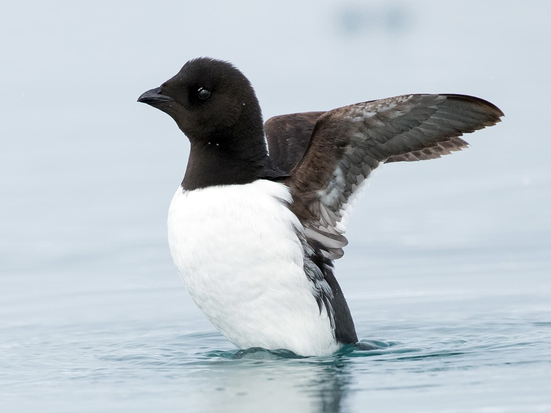 Little Auk spreading its wings in the sea