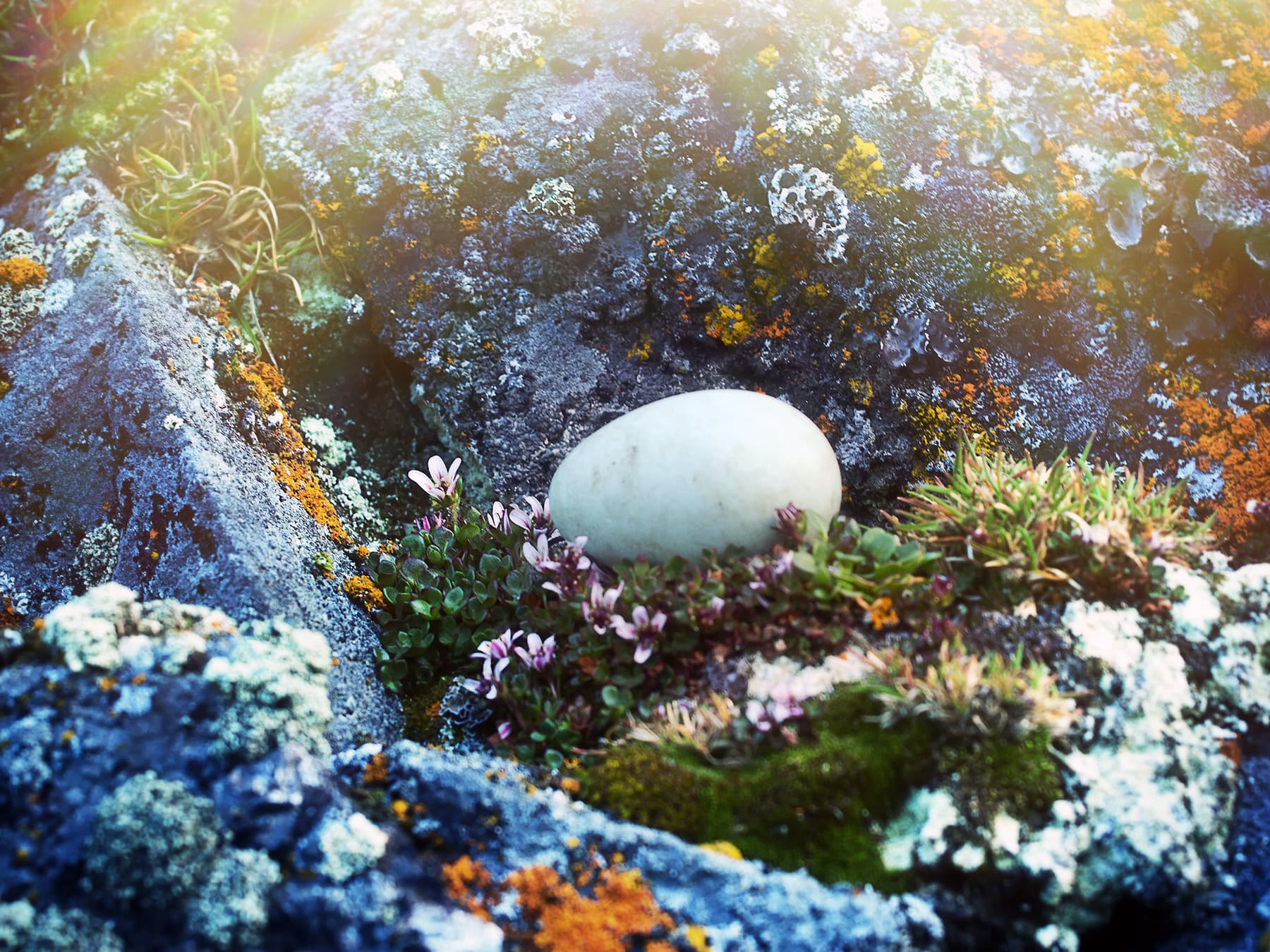 Nest of a Little Auk with one egg