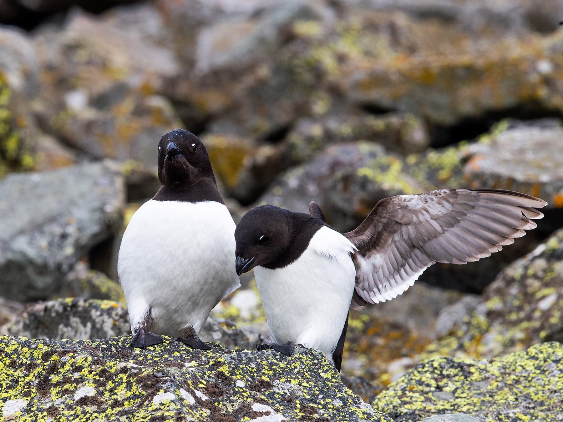 Pair of Little Auks in natural habitat