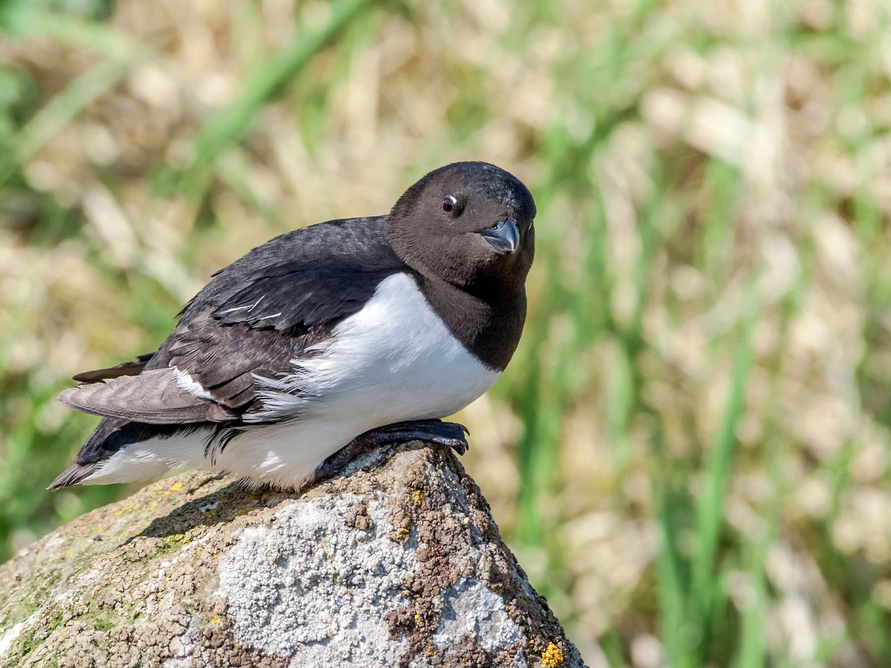Little Auk resting on top of a rock