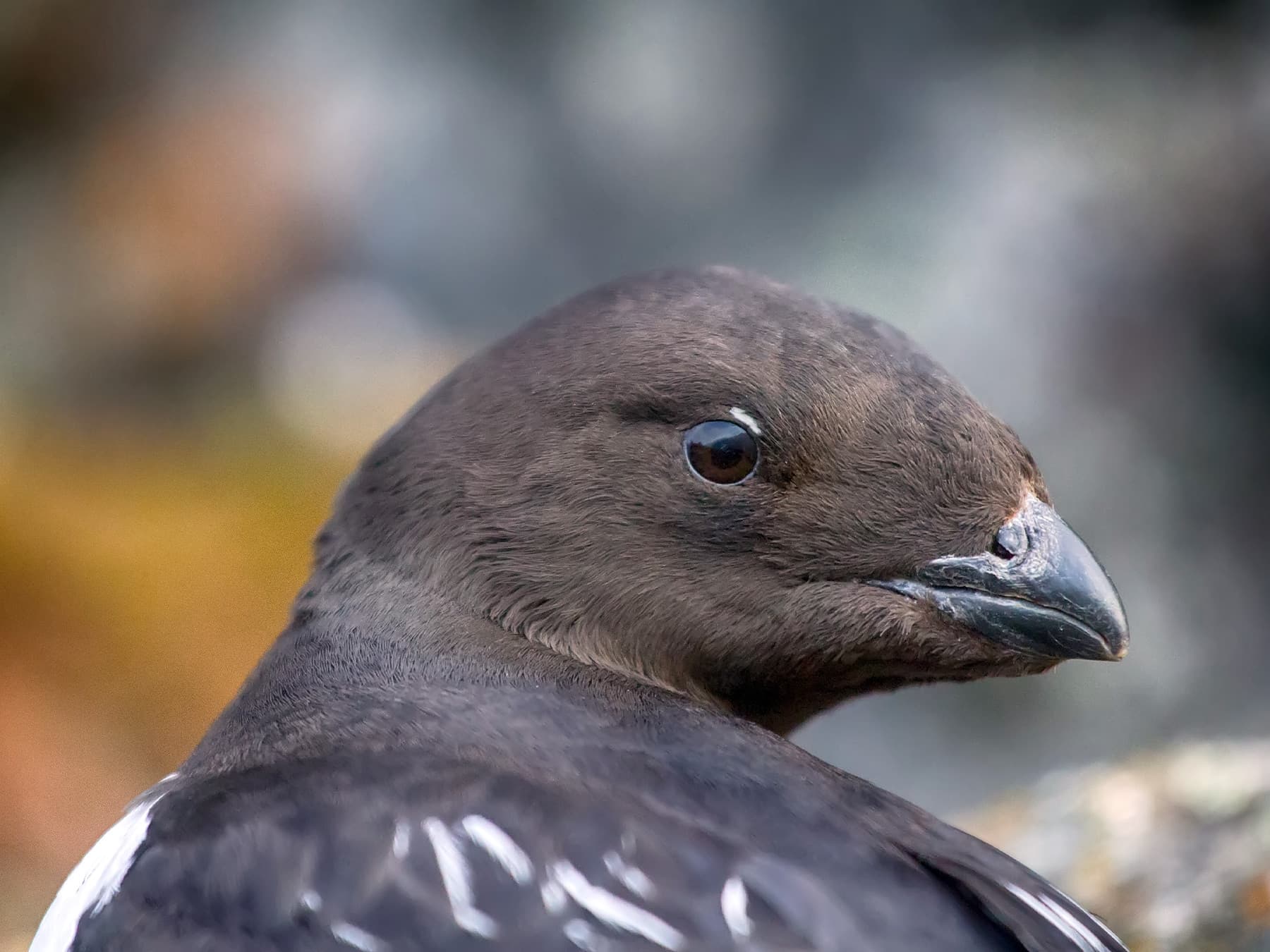 Little Auk portrait