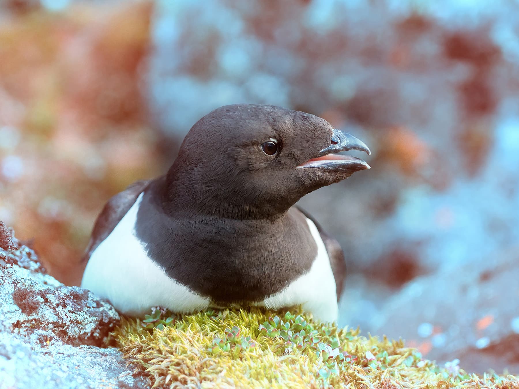 Little Auk resting on moss-covered rock