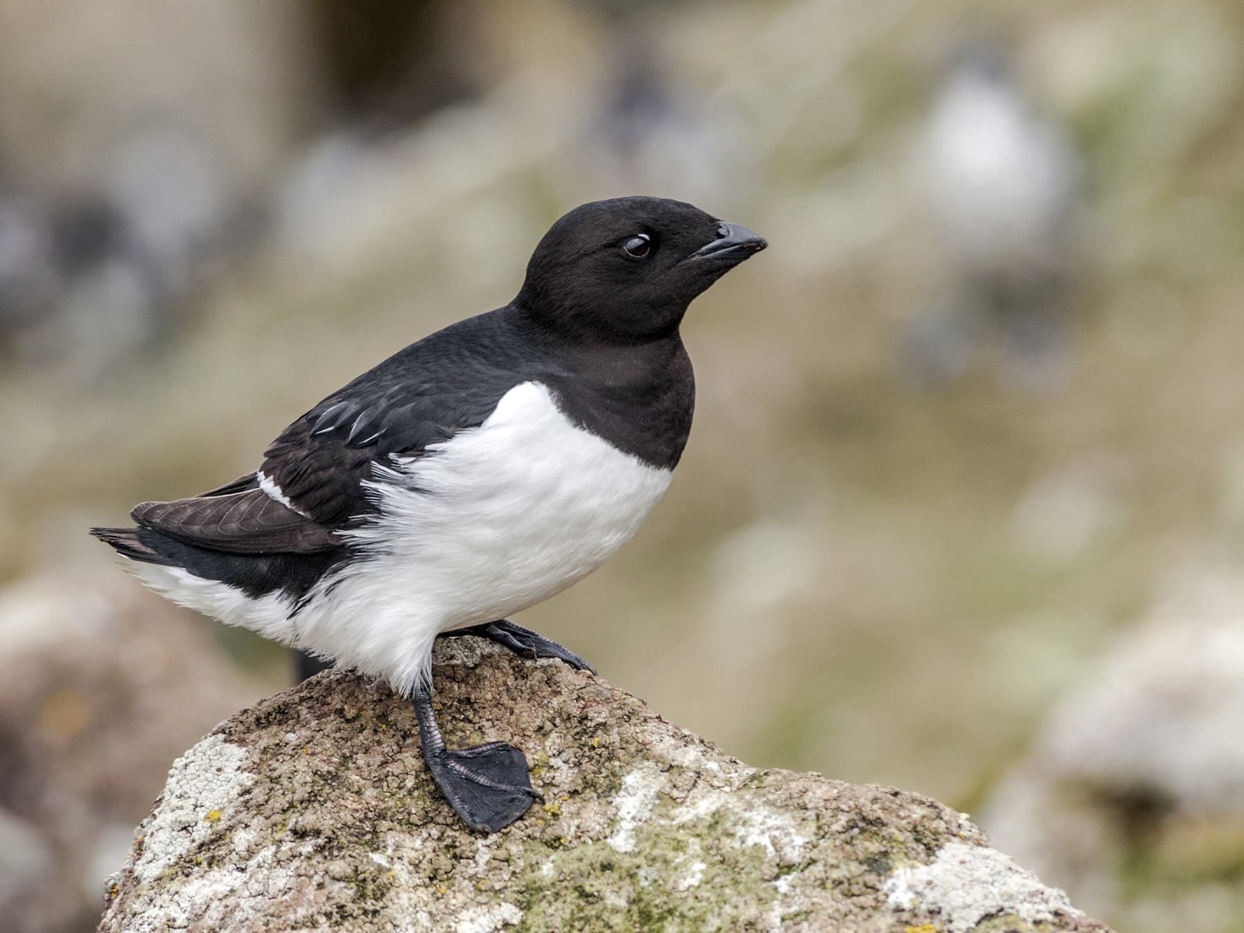 Little Auk in summer plummage