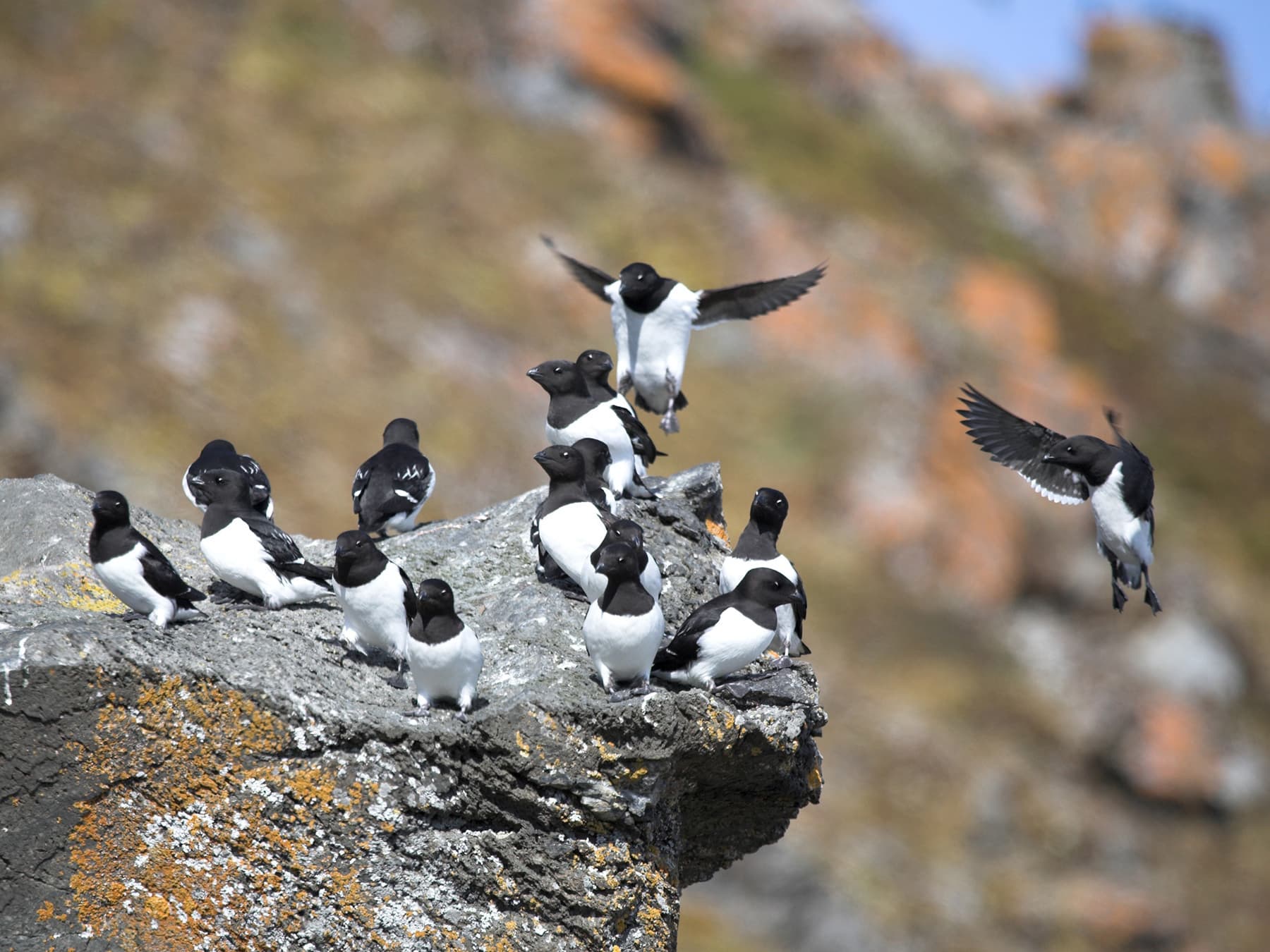 Little auks on rocks in the colony