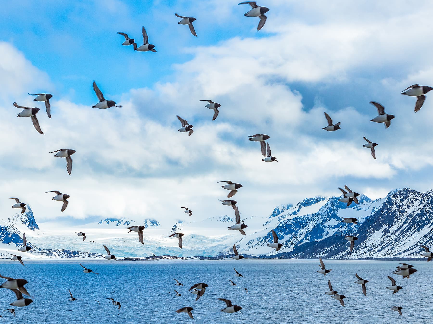 Flock of Little Auks in-flight