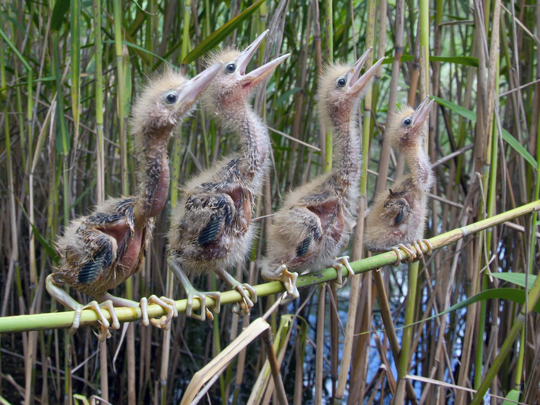 Four young Little Bitterns perching on reeds
