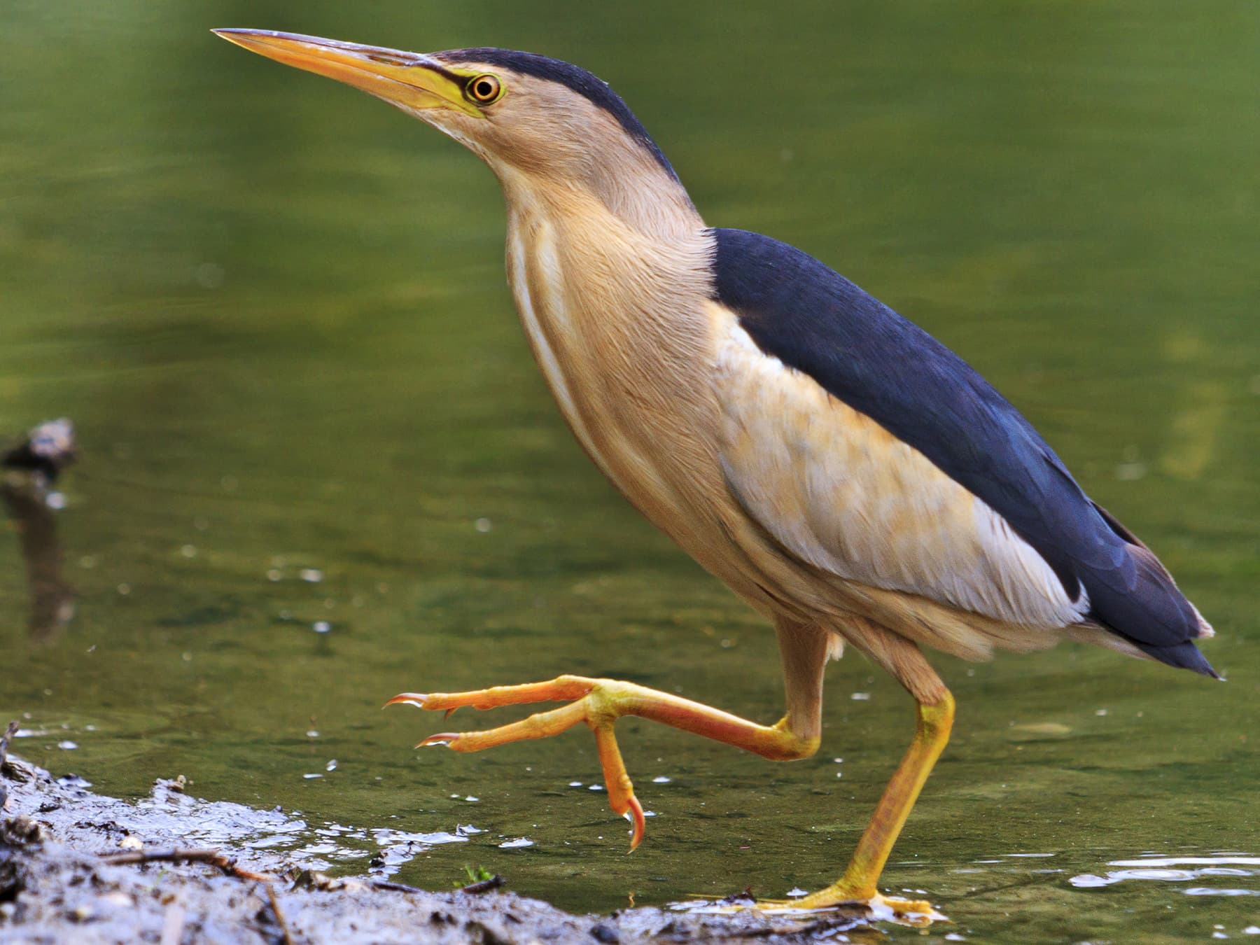 Male Little Bittern