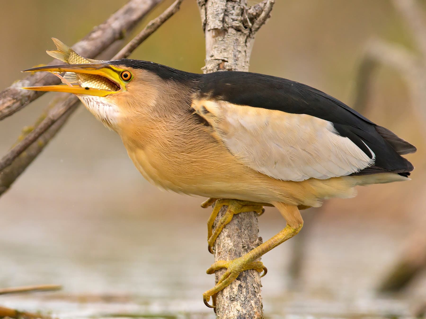 Little Bittern swallowing a fish