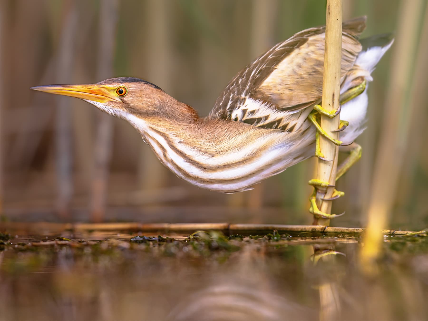 Little Bittern perching in natural habitat