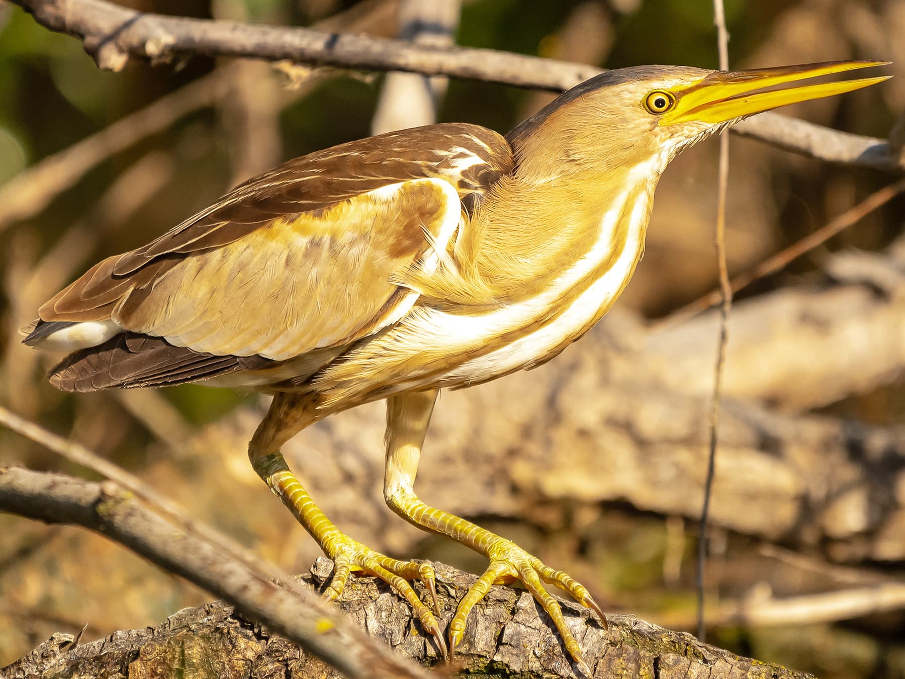 Little Bittern perching on branch