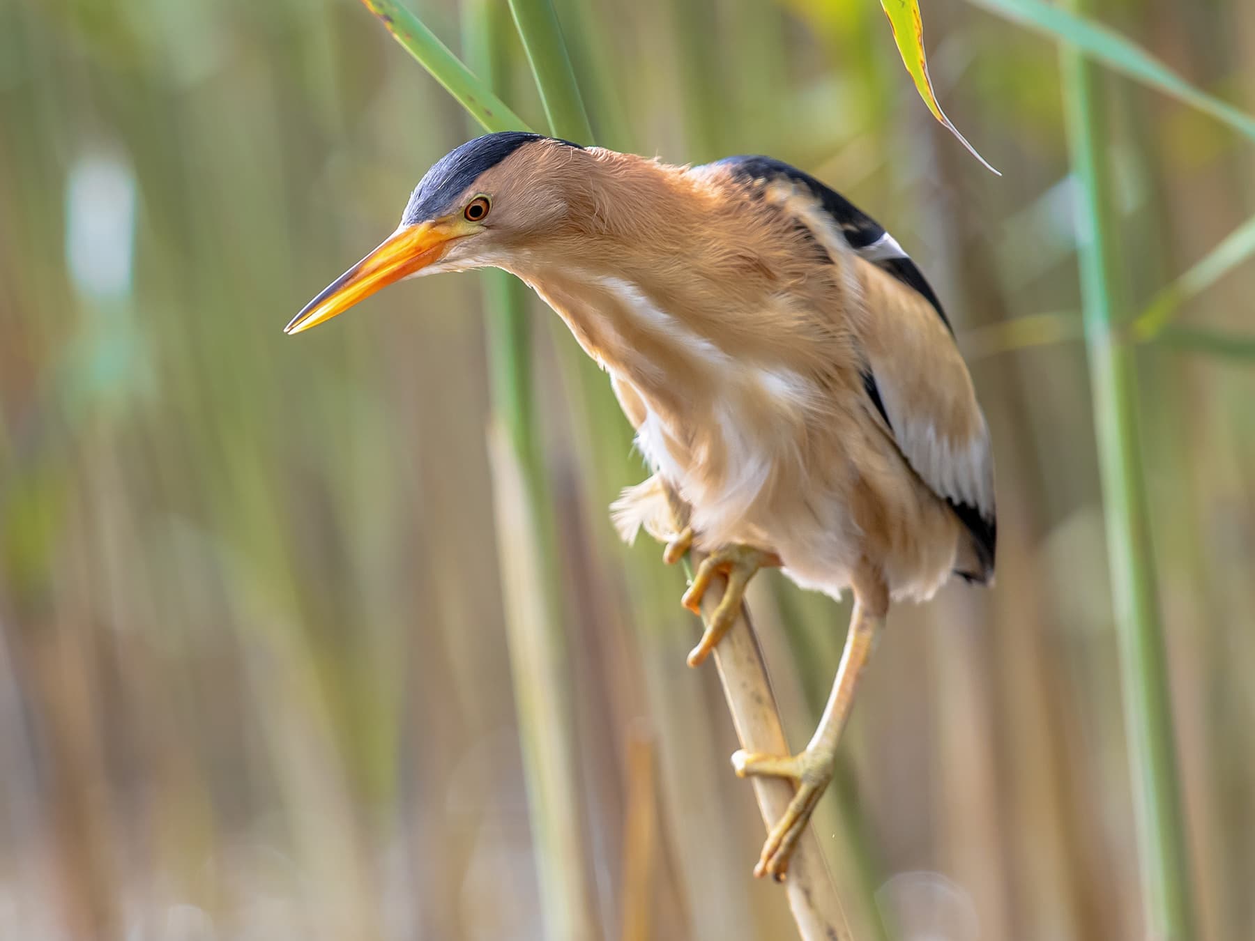 Little Bittern perching on reeds