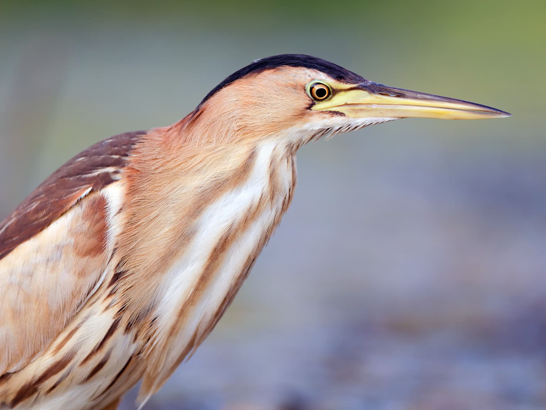 Profile of a Little Bittern