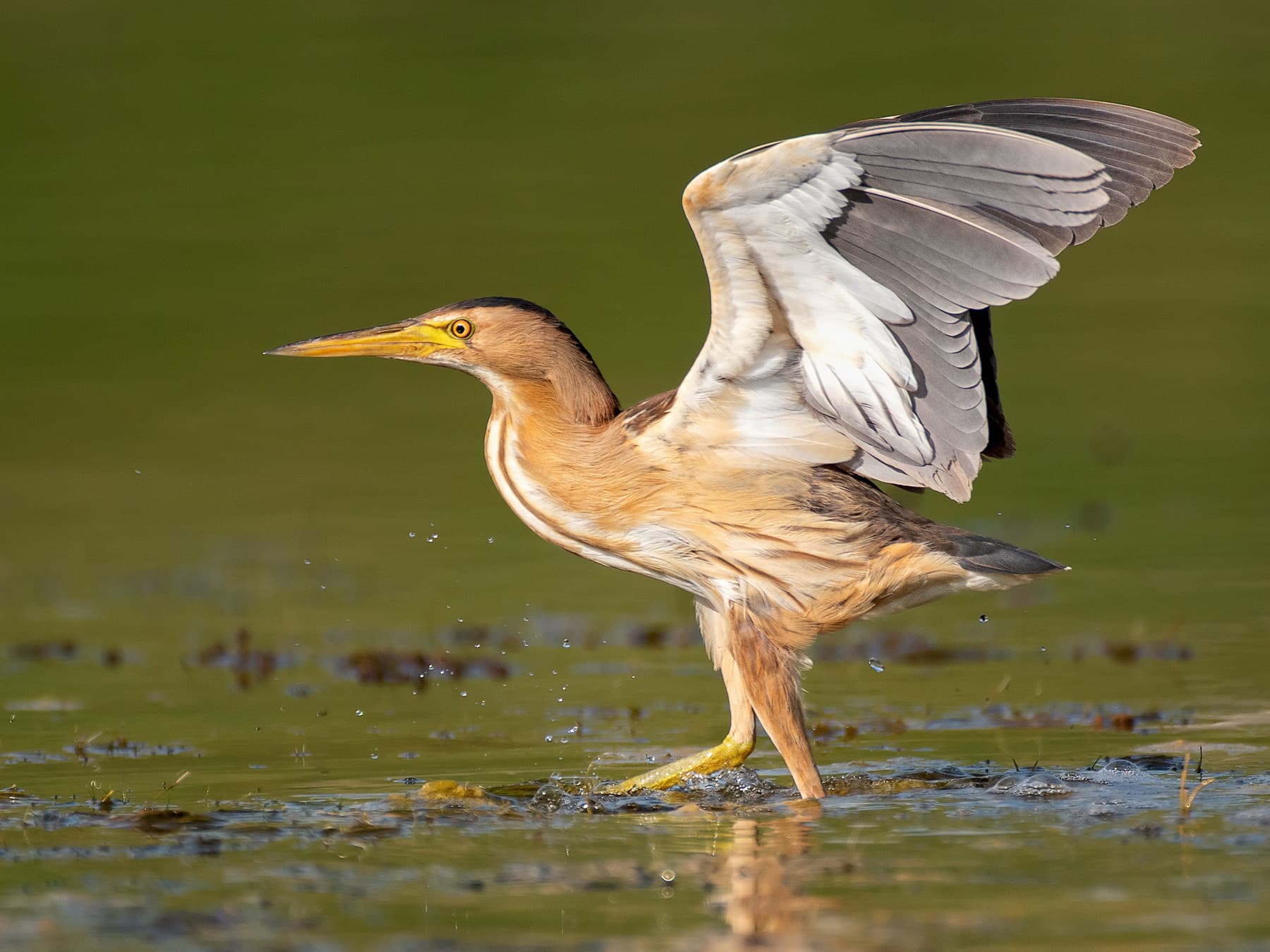 Little Bittern stretching its wings whilst standing in shallow muddy water
