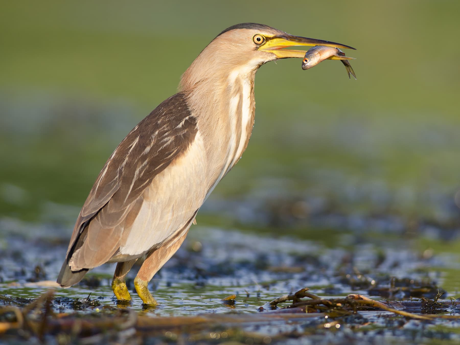 Little Bittern with a fish in its beak