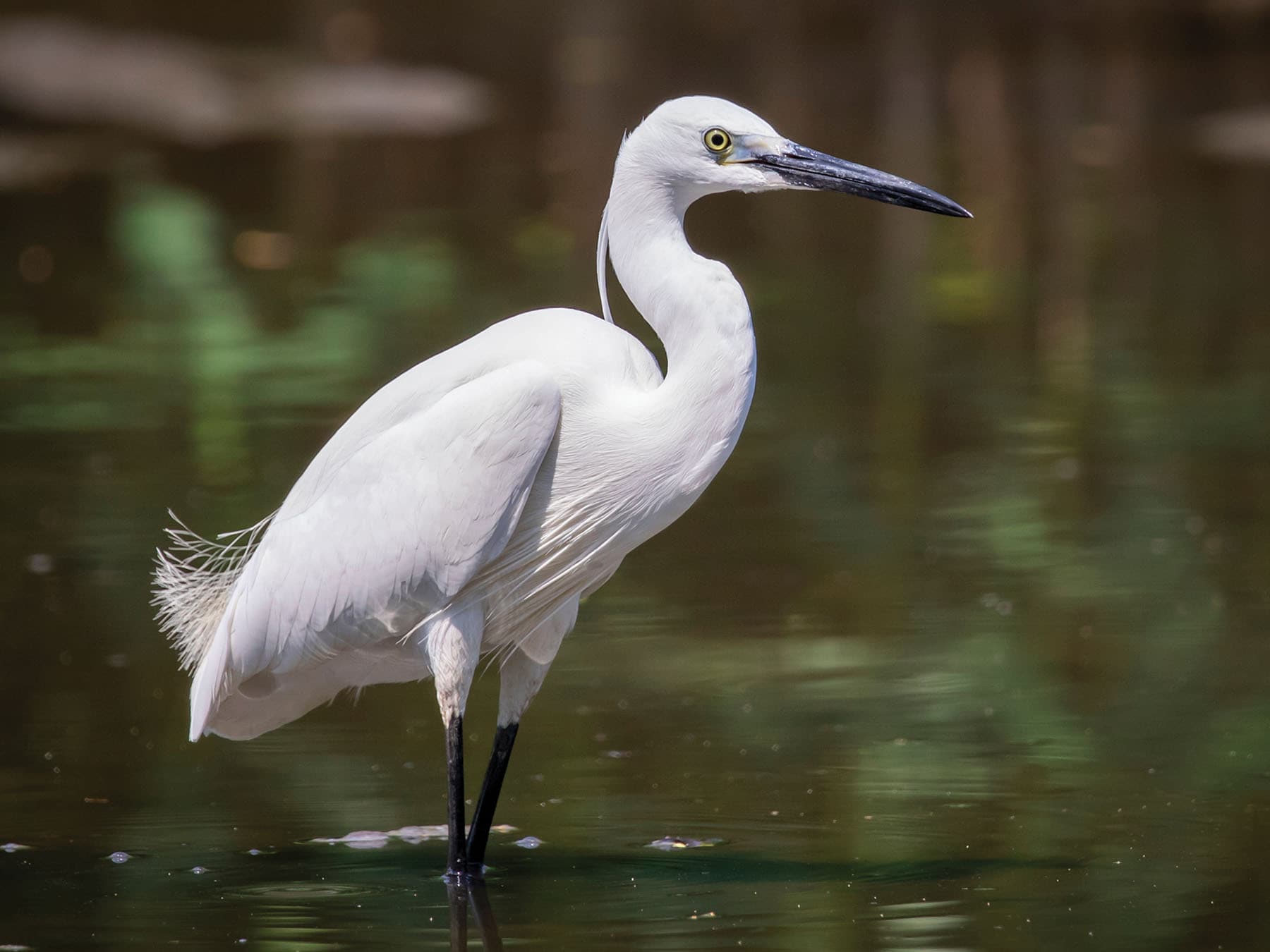 Close up of a Little Egret standing in the water