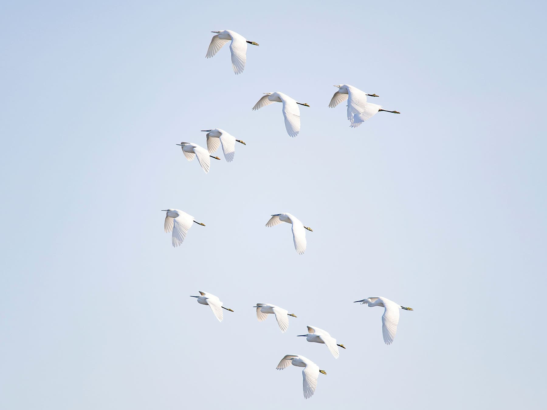A flock of Little Egrets in flight