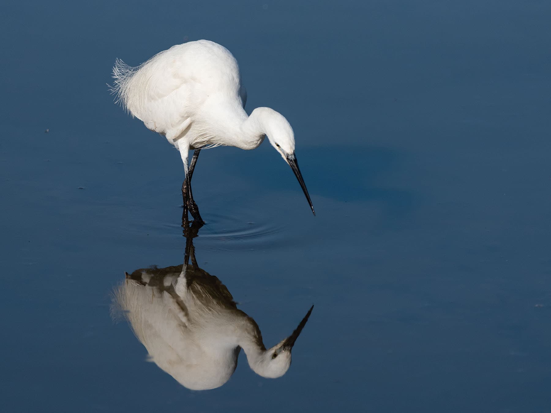 Little Egret foraging for prey