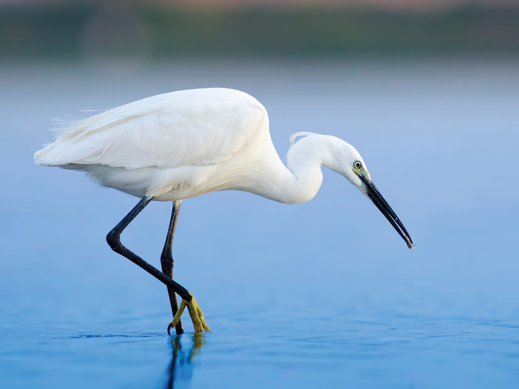 Close up of a Little Egret