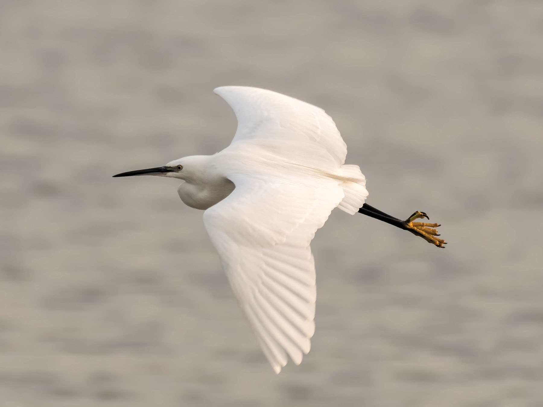 Close up of a Little Egret in flight