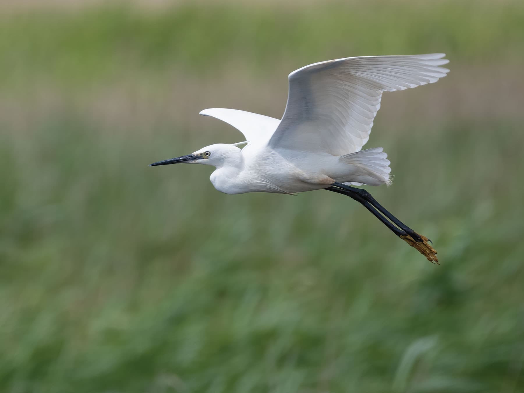 Little Egret in flight over the reeds, Norfolk, UK