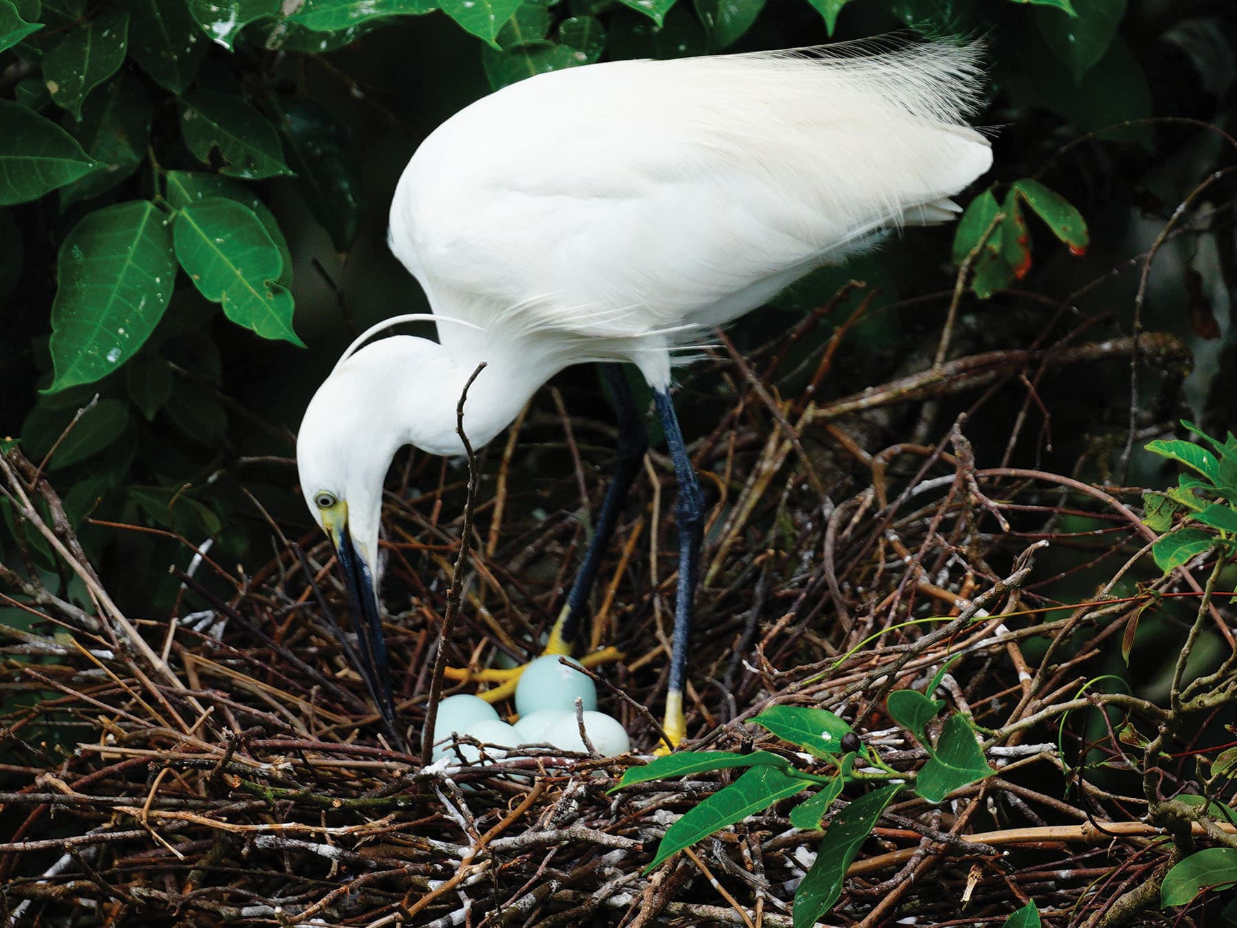 The nest of a Little Egret with eggs inside