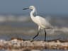 Little Egret